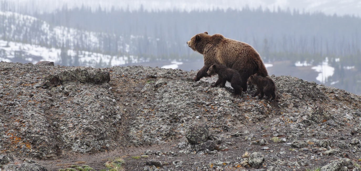 Memoirs of a Community Manager